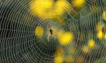 Što je jači - čelik ili web?